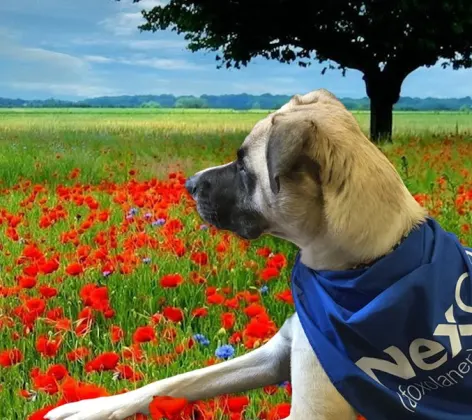 Dog in a field of flowers wearing a blue, NexGard bandana